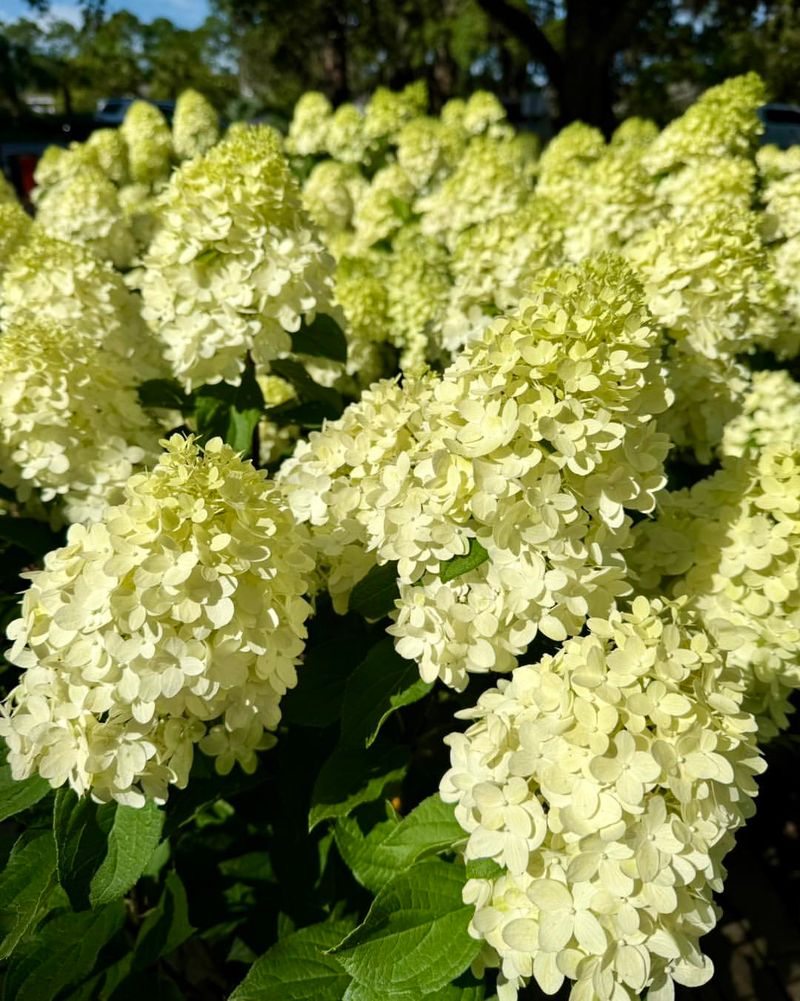 Hydrangeas Need The Right Amount Of Sun