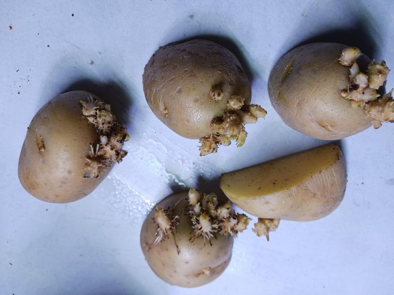 A Short Healing Period Helps Cut Seed Pieces Hold Up Better