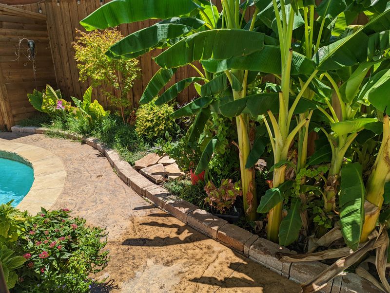 Provide Shade For Smaller Plants Nearby