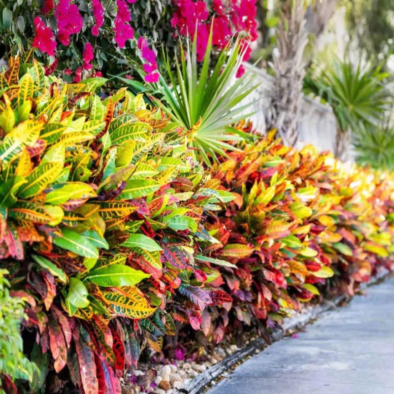 Foliage Carries The Garden First
