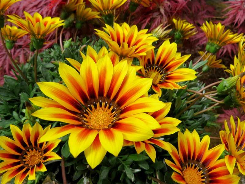 Gazania