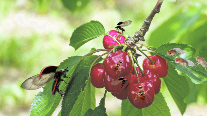 Feed And Monitor Your Tree For Better Harvests
