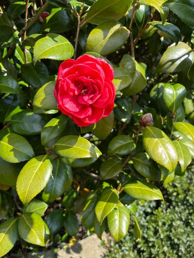 Avoid Pruning To Save Next Blooms
