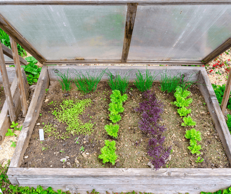 Grow Greens Like Lettuce And Kale Through Winter