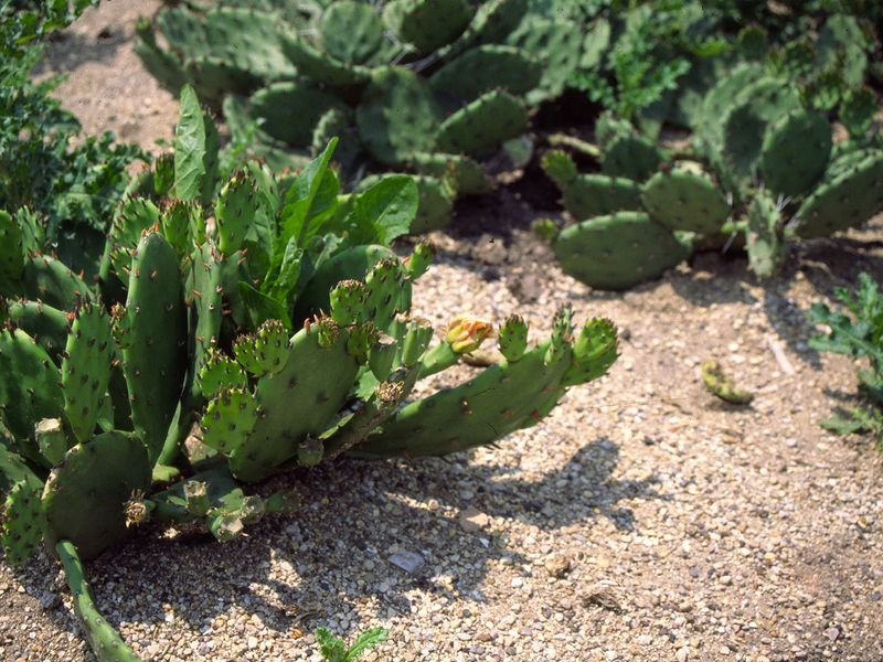 Mulch Lightly With Gravel or Sand