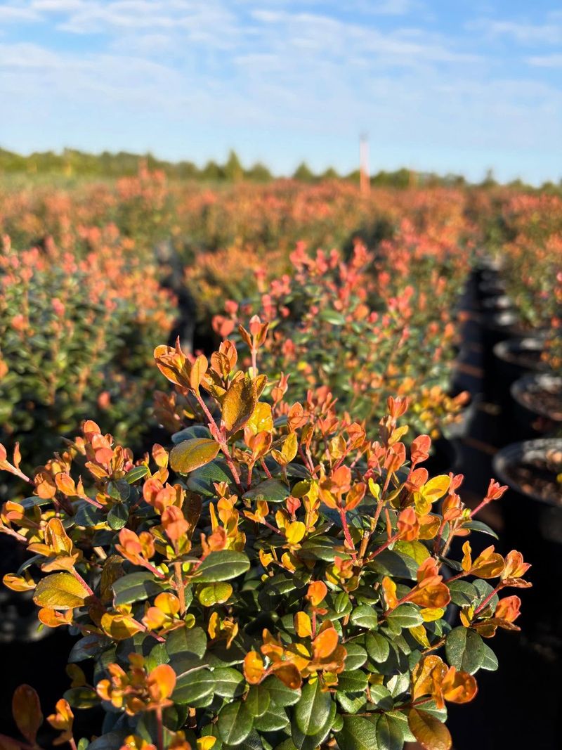 Use It To Elevate Entryways Patios And Front Porches