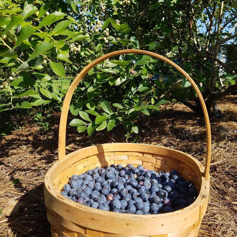 Top Blueberry Growth Tips Straight From Washington Growers