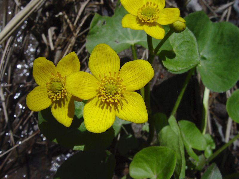 Let Plants Naturalize In Wet Areas