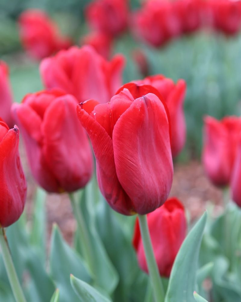 Set Up Stronger Spring Blooms