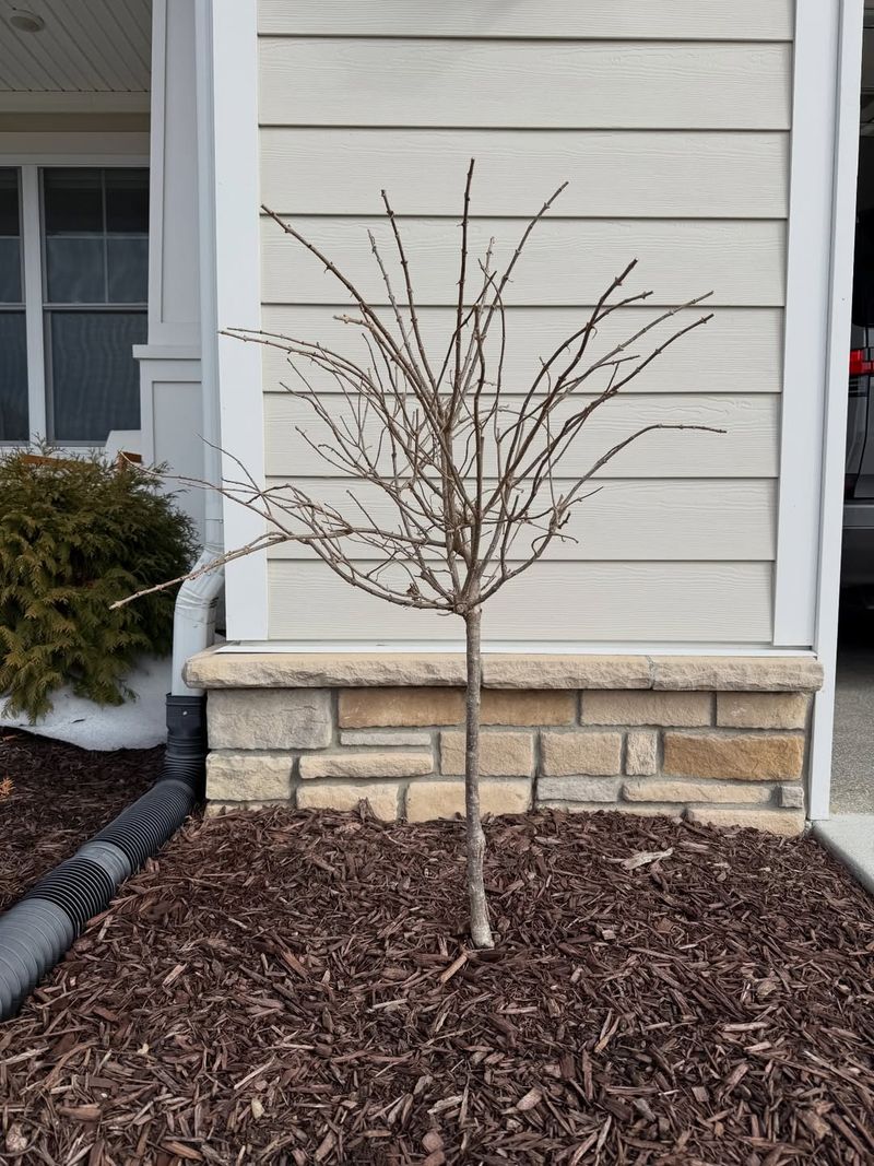 Add Mulch For Root Protection