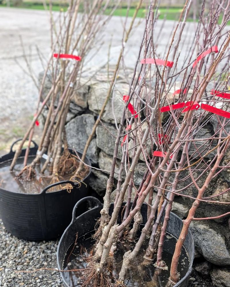 Plant Bare Root Trees And Shrubs Early In The Month