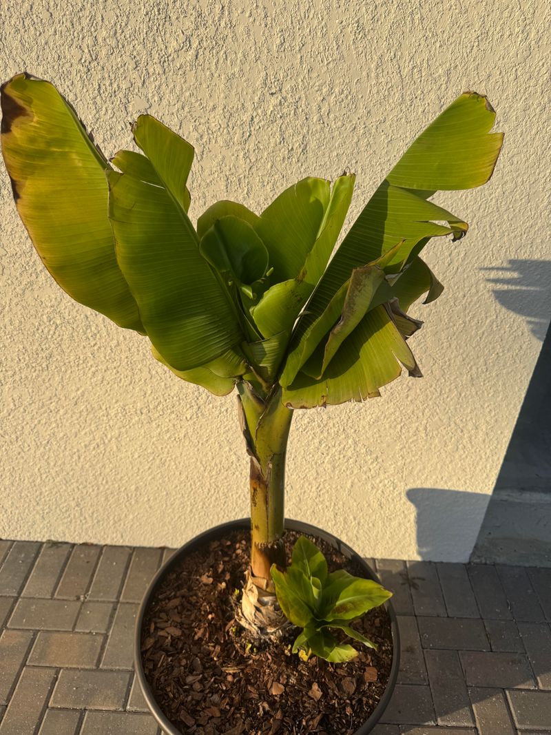 Prune Old Leaves And Suckers For Healthy Canopies