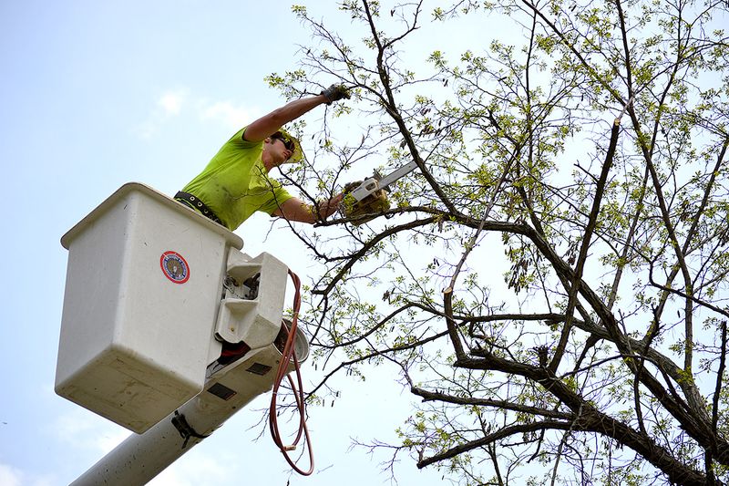 Tree Trimming During Nesting Season Requires Caution