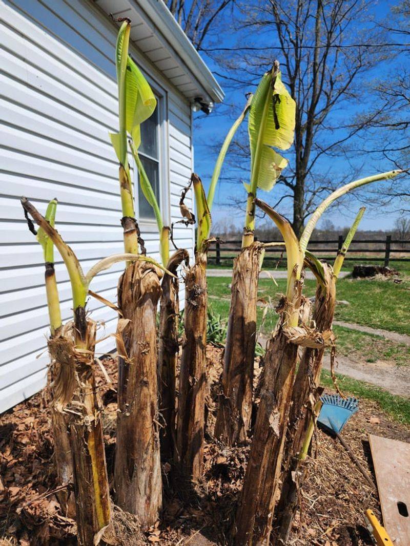 Caring For Roots And Rhizomes After Freezing