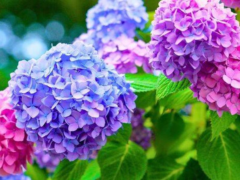 Adjusting Soil pH For Better Bloom Color