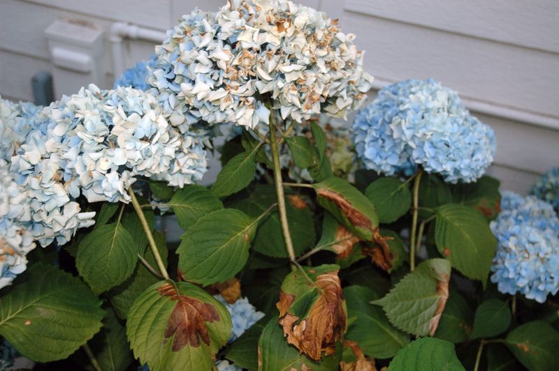 Dealing With Common Pests And Diseases