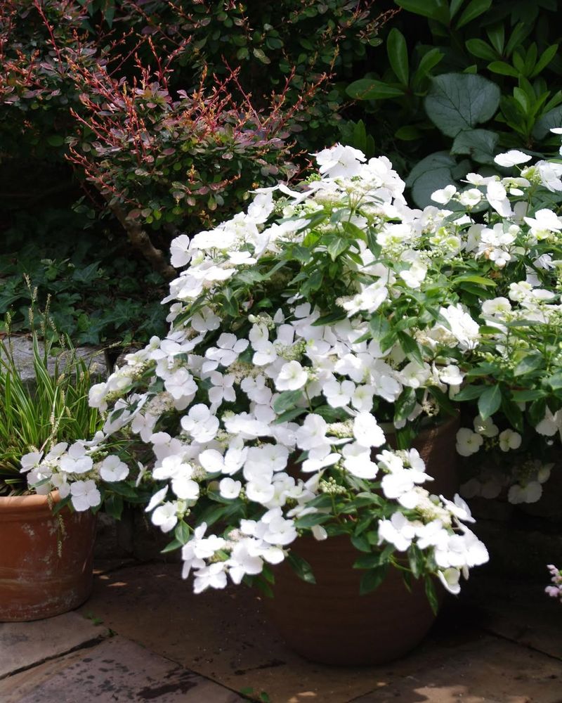 Pruning Basics And Dead Wood Cleanup Without Losing Blooms