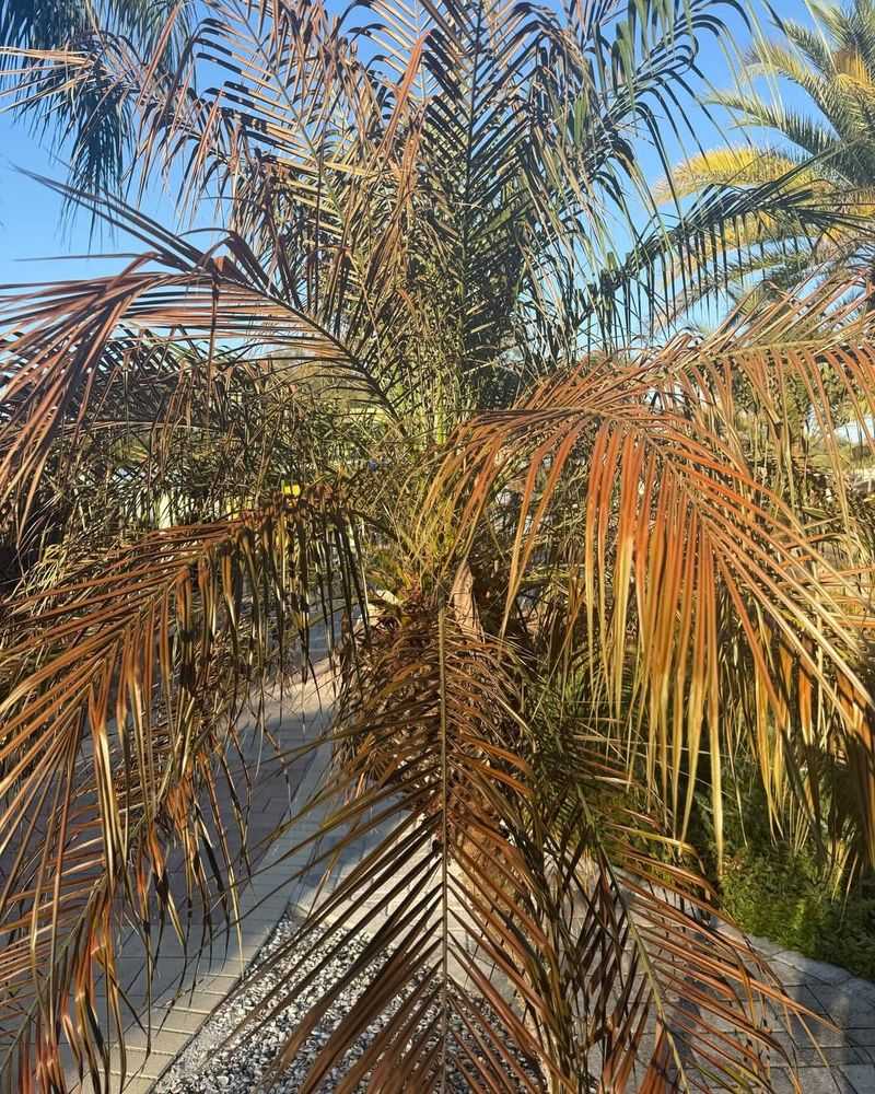 Recovery And Restoration After Frost Damage