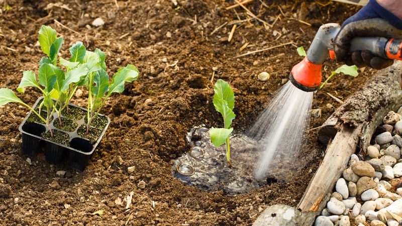 Avoiding Transplant Shock After Hardening Off