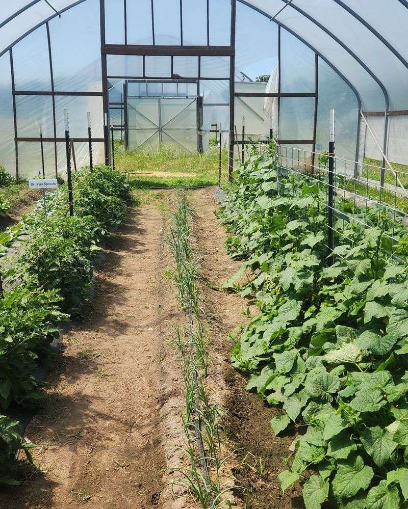 Maintains Strong Natural Light For Early Growth