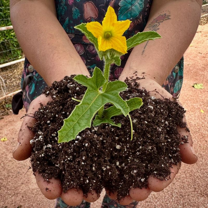 Plant In Fall Or Early Spring For Better Establishment