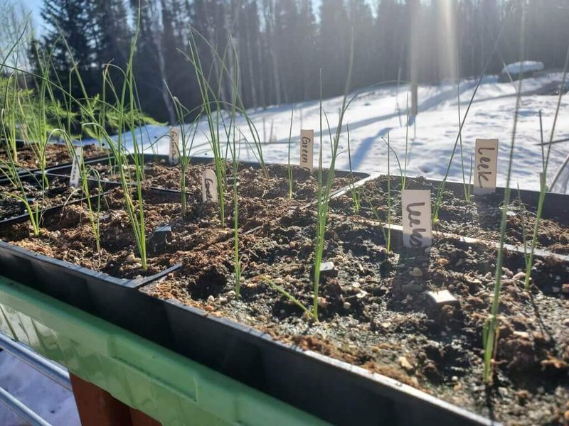 Harden Off Seedlings Before Planting Outdoors