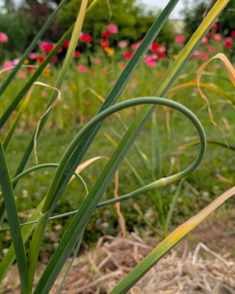 Watch For Scapes To Appear In Late May Or June