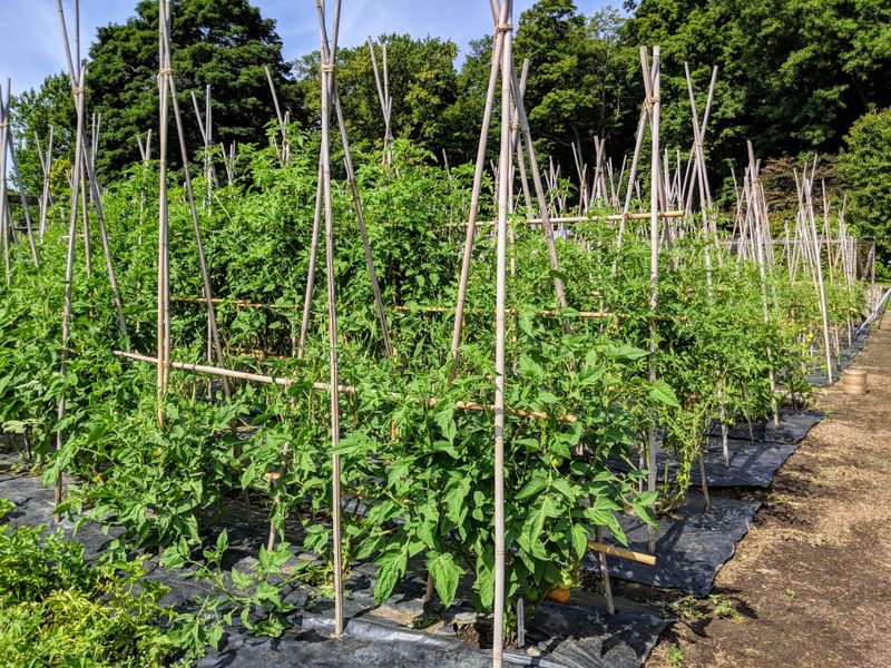 Support Plants Early To Prevent Damage And Stress