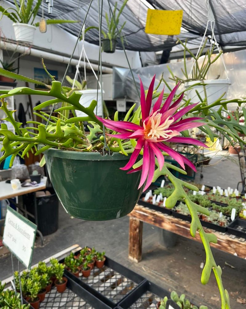 Feed Lightly During Active Growth