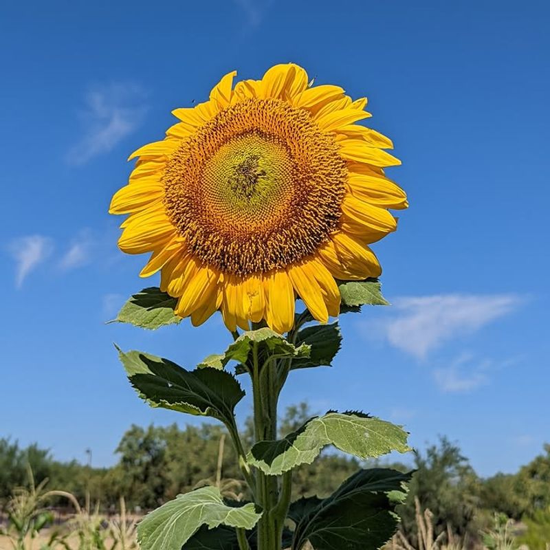 Watch For Heat Stress During Extreme Arizona Summers