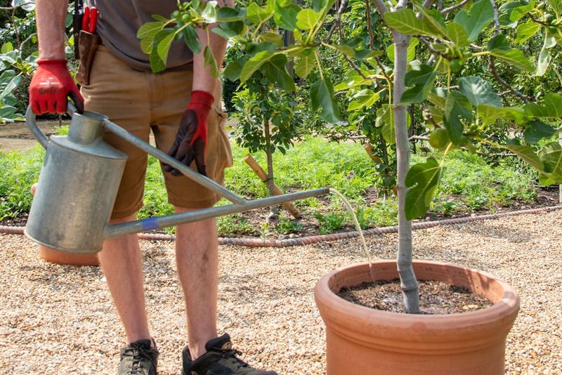 Water Deeply But Infrequently