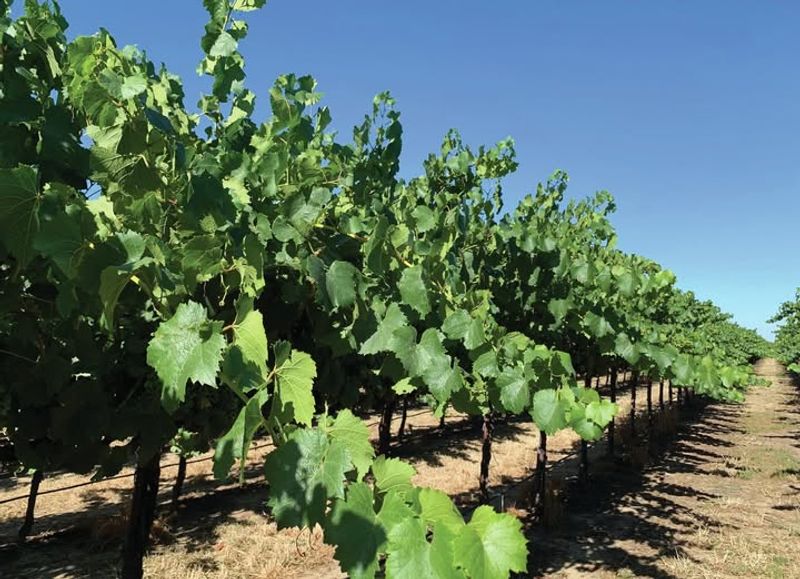 Install A Strong Trellis To Support Vigorous Vines