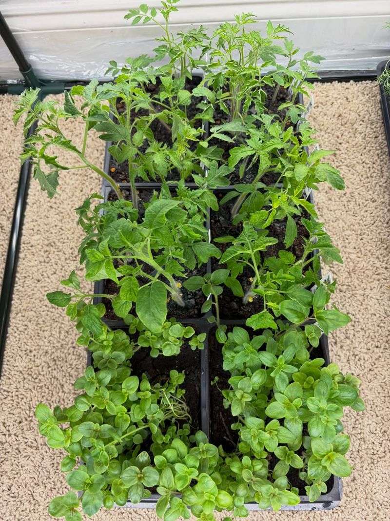 Space Plants Properly To Improve Airflow