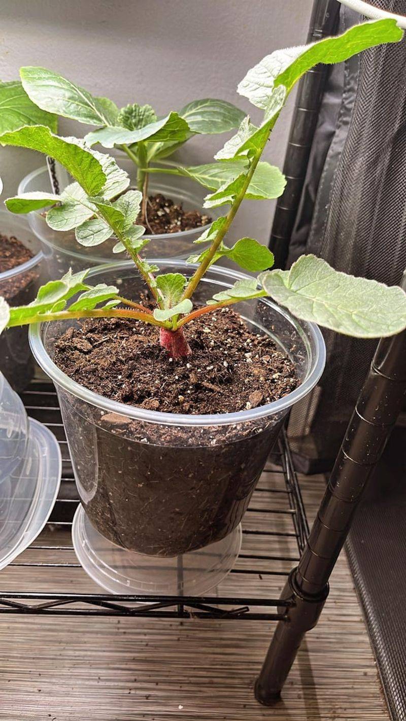 Thin Seedlings For Best Growth