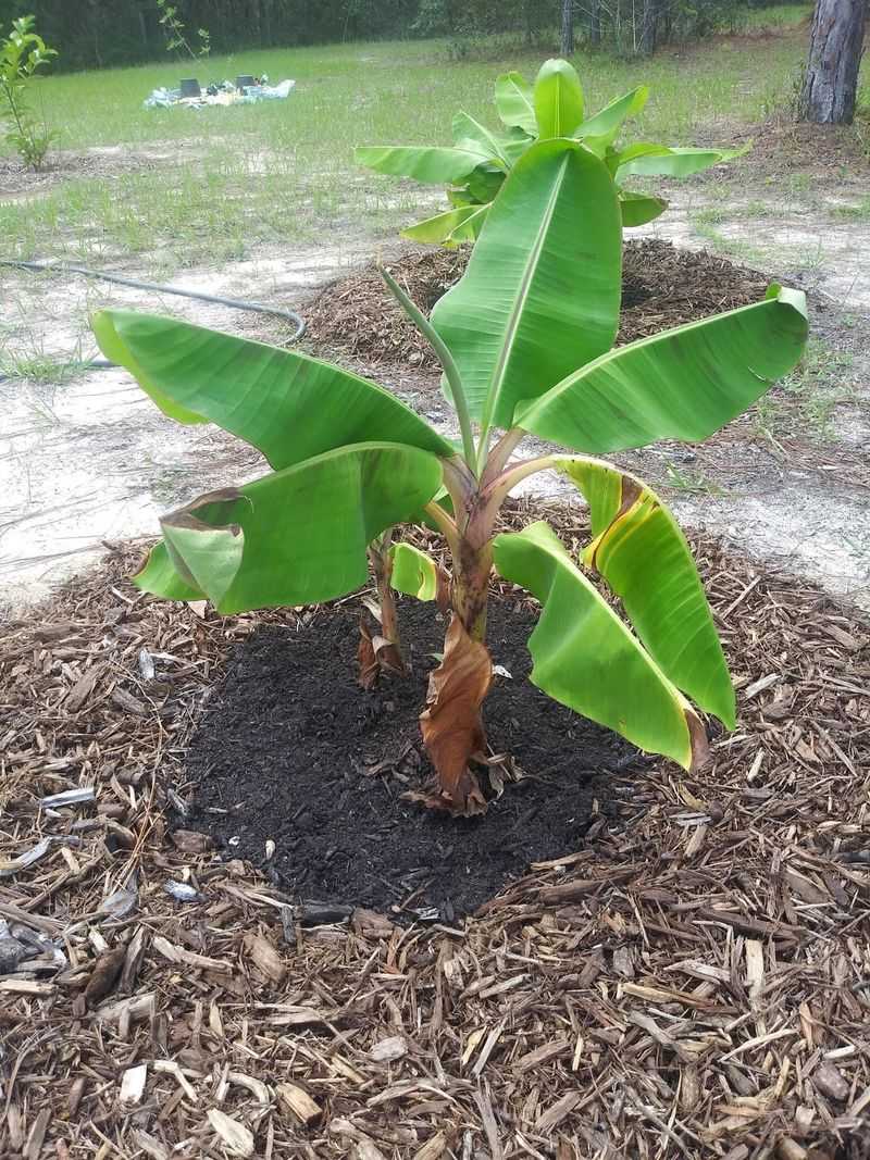 Banana Roots Help Keep Sandy Soil In Place