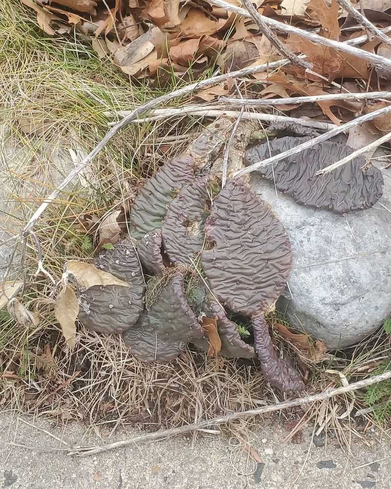 Protect From Heavy Frost In Early Spring