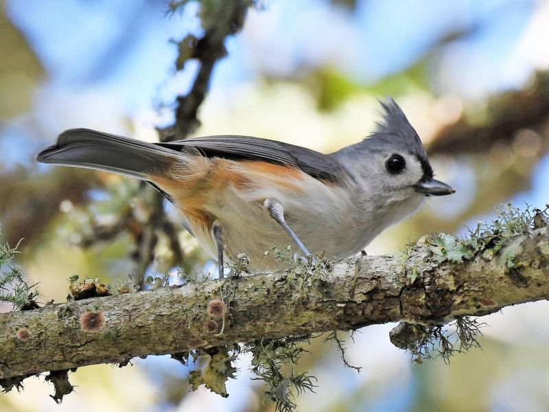 Plant Native Trees And Shrubs