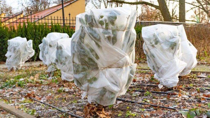 Protect New Buds From Late Winter Frosts