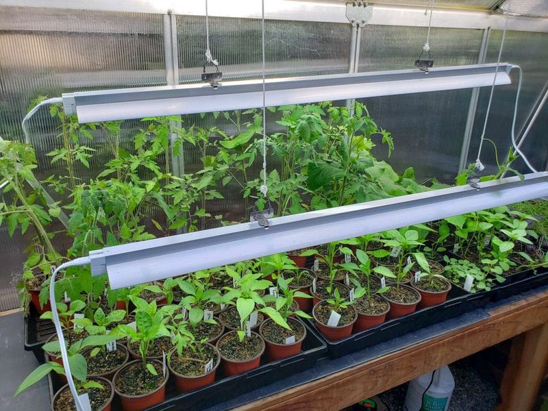 Give Your Seedlings Plenty Of Light To Grow Strong