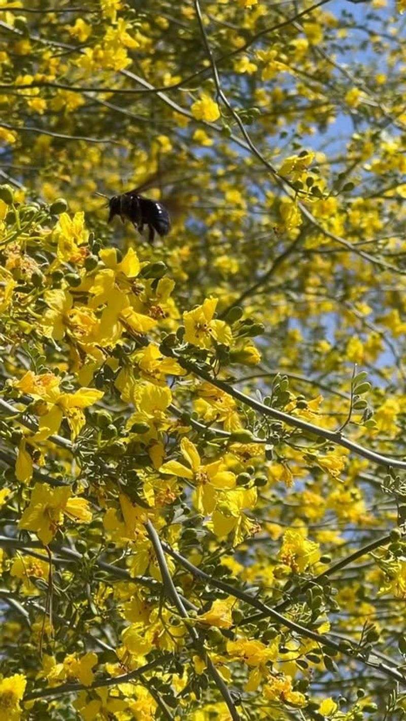 Bright Yellow Blooms Appear In Spring Without Extra Care