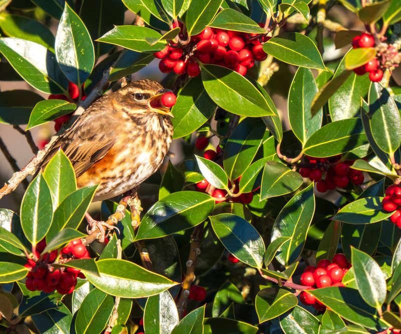 Supports Birds And Local Wildlife