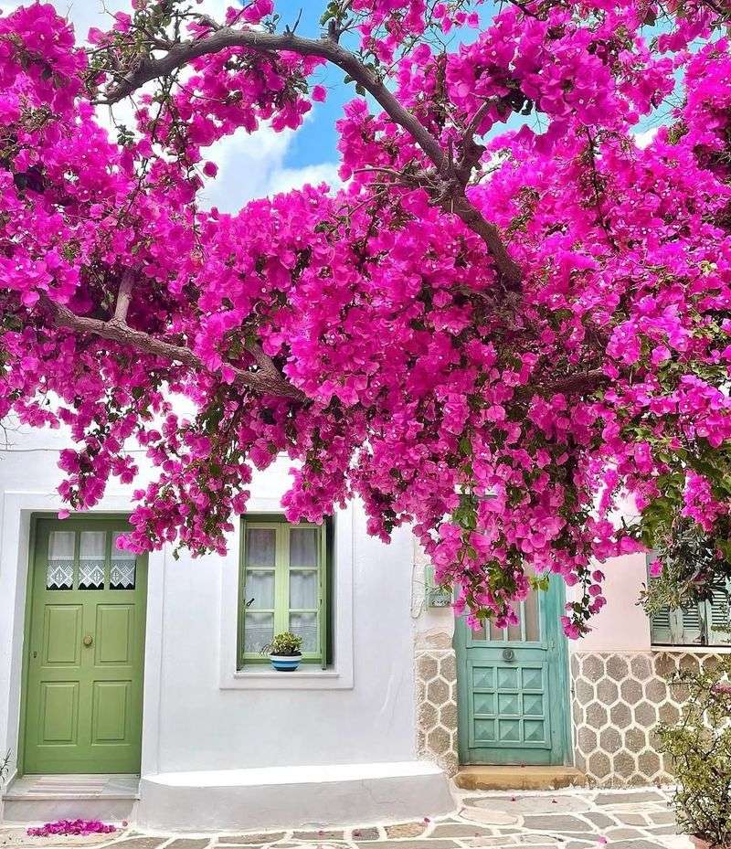 Reduce Care Slightly To Encourage Stress Driven Blooming