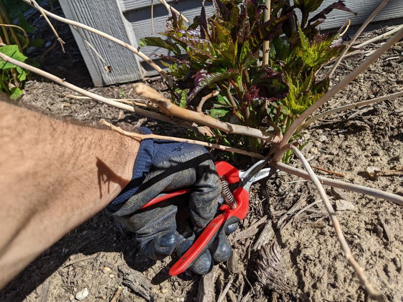 Remove Withered Stems