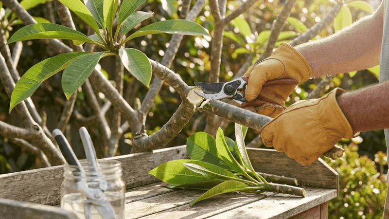 Trim Frangipani Now For Stronger Branches And Bigger Blooms