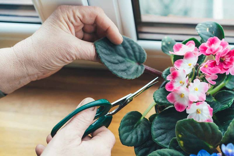 Avoid Removing Too Many Leaves At Once