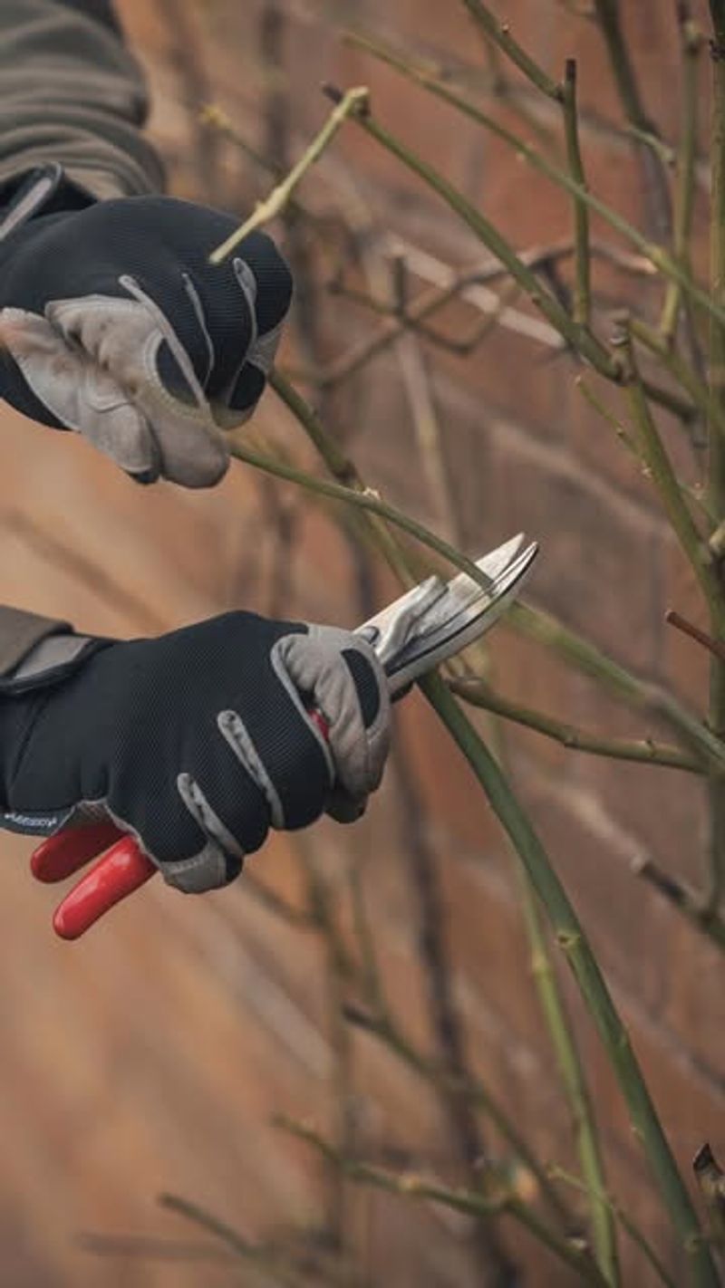 Remove Damaged And Weak Canes First