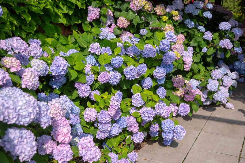 Feed Your Hydrangeas With The Right Fertilizer In Early Spring
