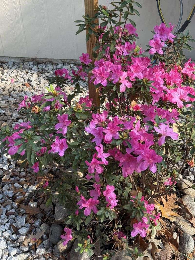 Avoid Pruning Azaleas Too Early In Florida's Warm Climate