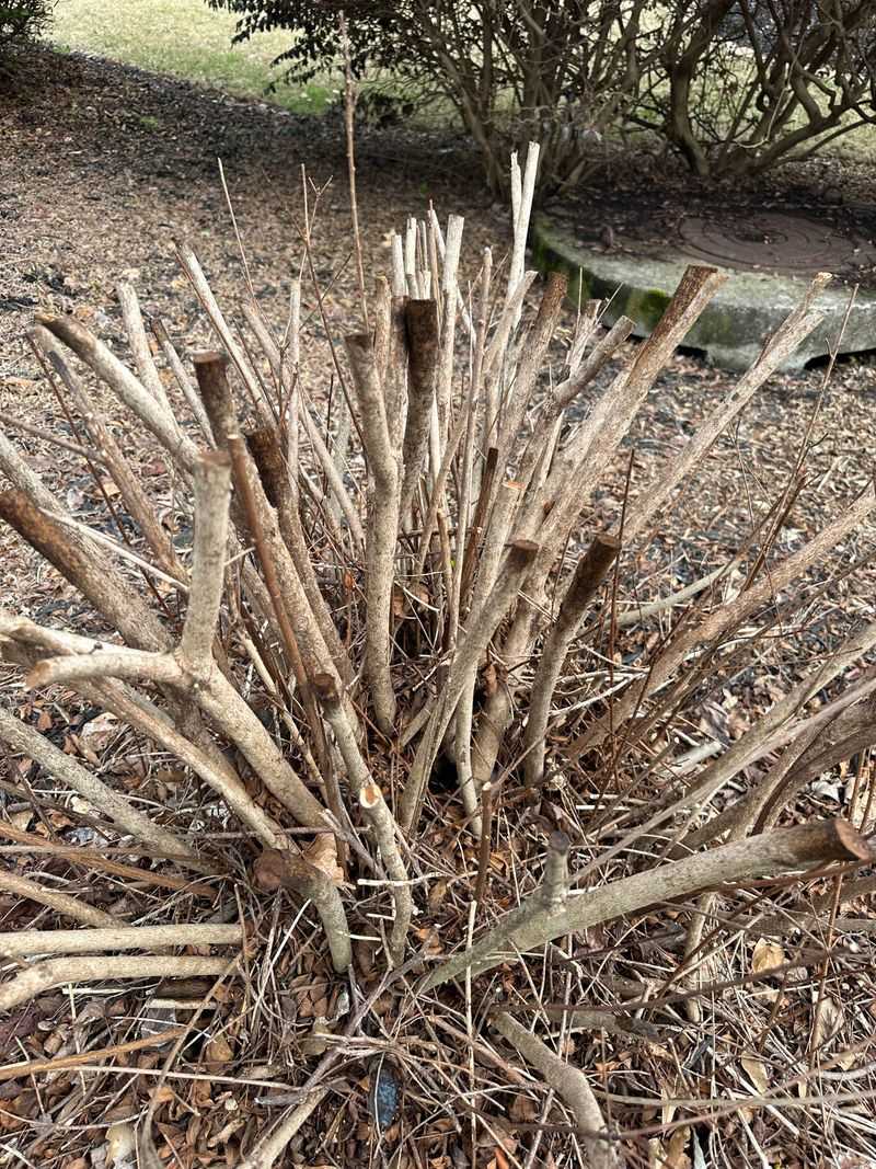 Remove Weak Or Crowded Branches First