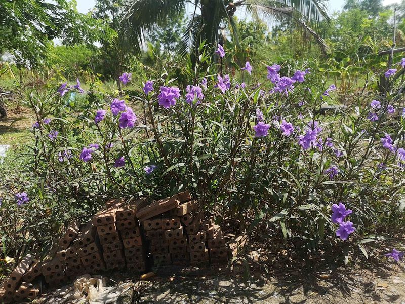 Reduce Mexican Petunia For Stronger Growth